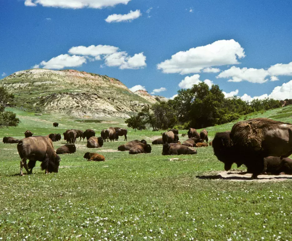 Bison in a field - North Dakota
